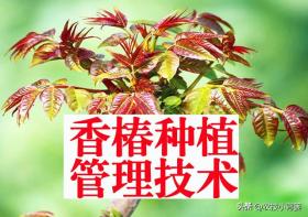 香椿有哪些种植管理技巧？从播种育苗到管理采收，手把手教你