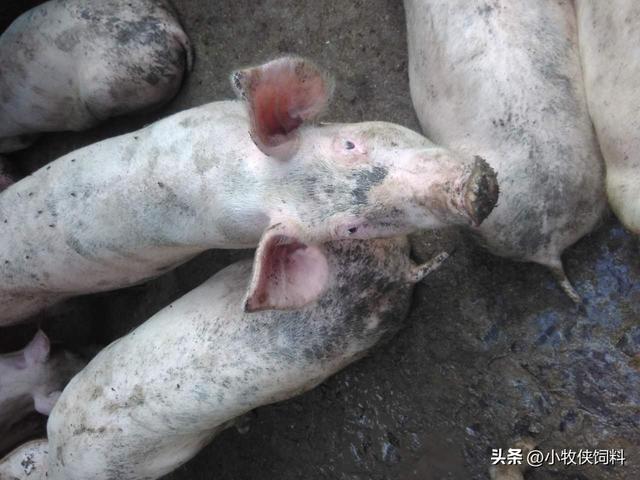 猪轮状病毒性腹泻症状怎么治疗？猪轮状病毒症状及治疗，快收藏！